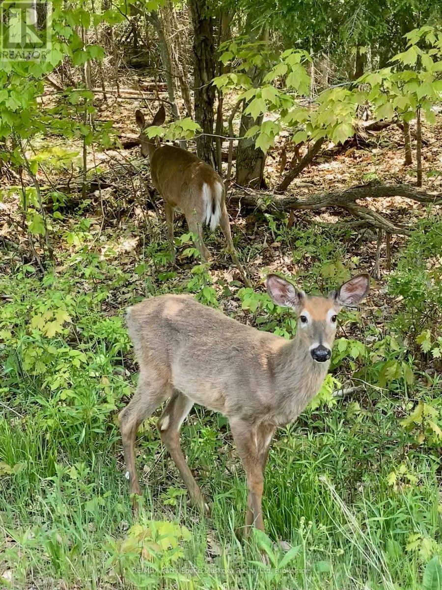 64 Horseshoe Lake Road, Seguin, Ontario  P2A 2W8 - Photo 3 - X12786190