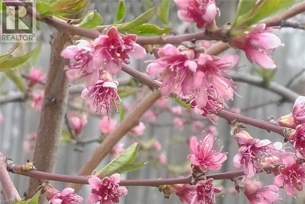 19 East 17th Street, Hamilton, Ontario  L9A 4L9 - Photo 39 - 40802010