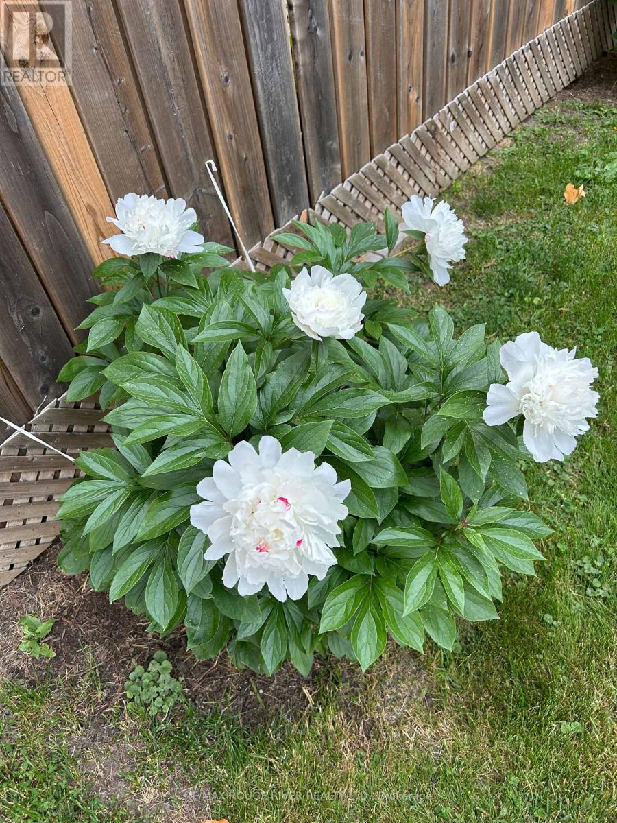 7 Jane Street, Port Hope, Ontario  L1A 2E4 - Photo 42 - X12788702