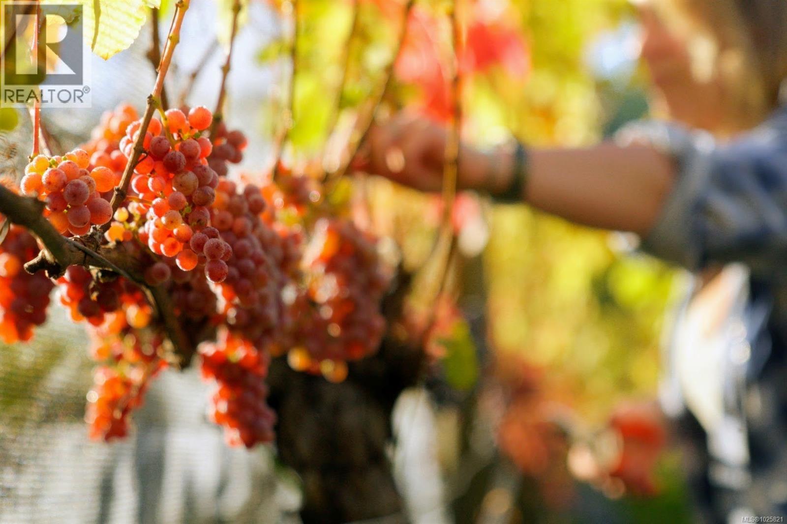 1885 Central Rd, Hornby Island, British Columbia  V0R 1Z0 - Photo 42 - 1025821