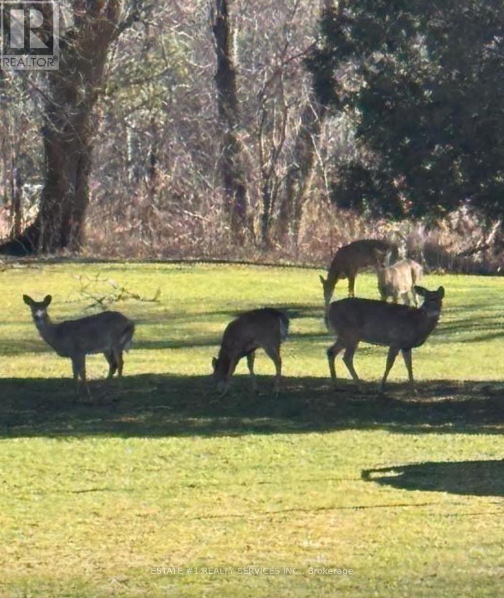 10231 Old Pinecrest Road, Brampton, Ontario  L7A 0A4 - Photo 4 - W12789830