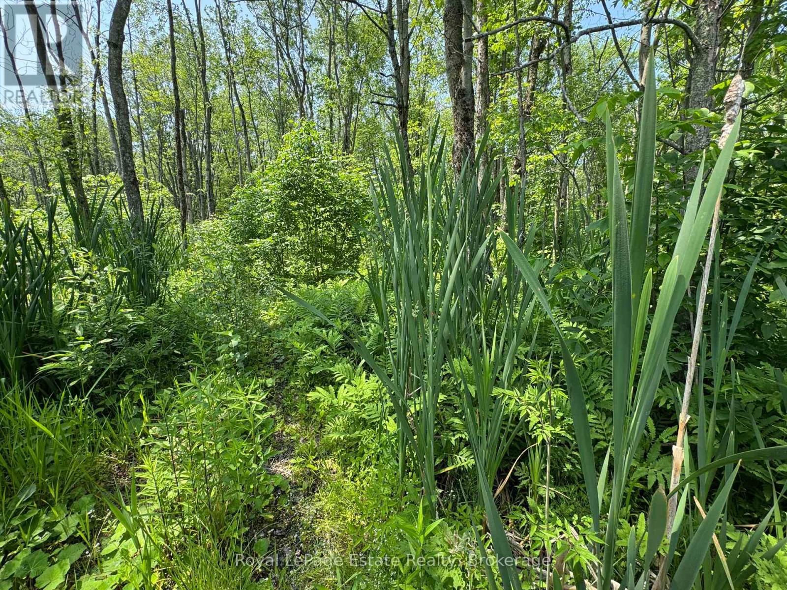 Pt Lt 36 & Pt Lt 37 13 Concession, Arran-Elderslie, Ontario  N0H 1A0 - Photo 7 - X12790270