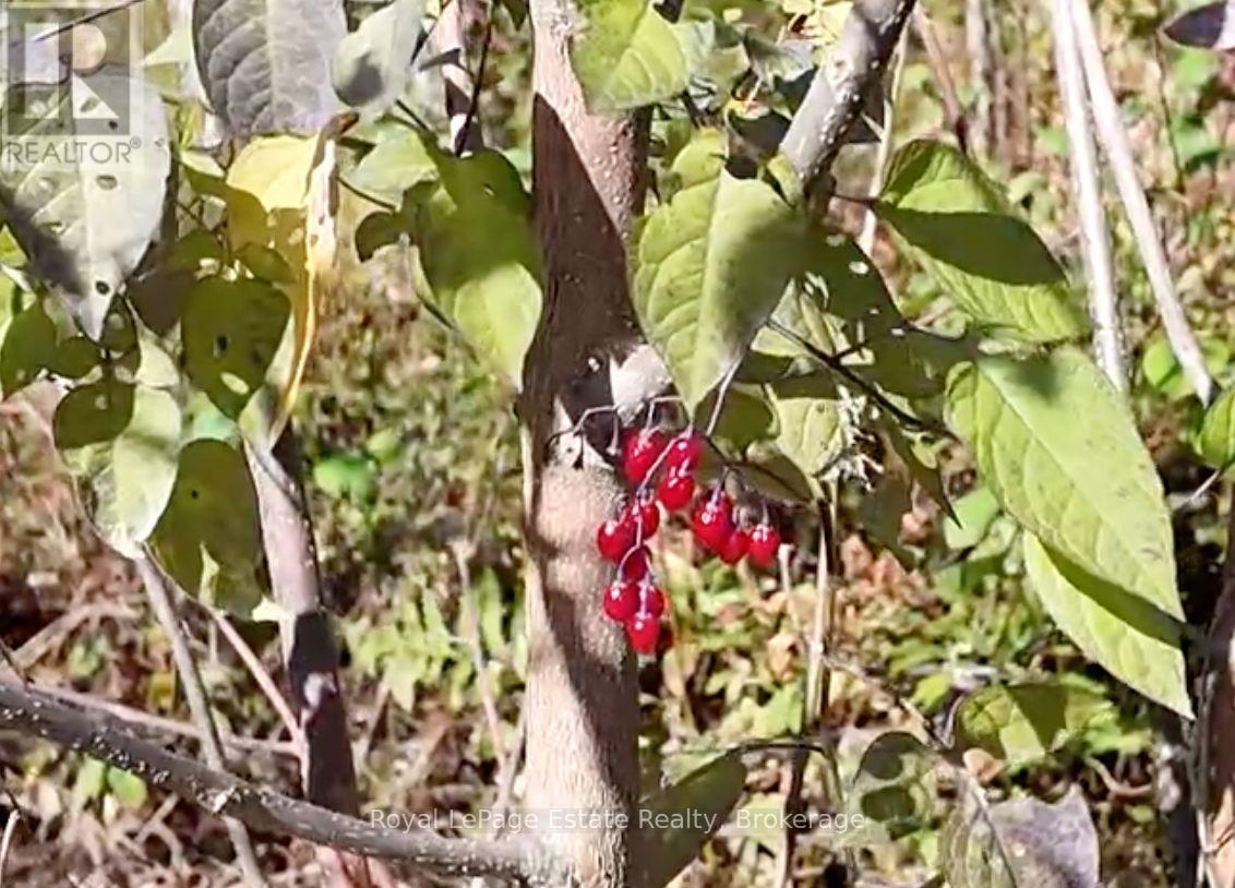 Pt Lt 36 & Pt Lt 37 13 Concession, Arran-Elderslie, Ontario  N0H 1A0 - Photo 8 - X12790270