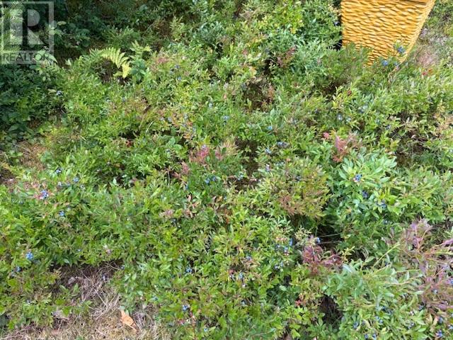 60 Maple Place, Brigus Junction, Newfoundland & Labrador  A0B 1G0 - Photo 35 - 1294573