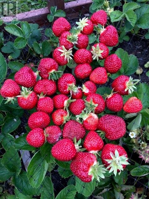 60 Maple Place, Brigus Junction, Newfoundland & Labrador  A0B 1G0 - Photo 36 - 1294573