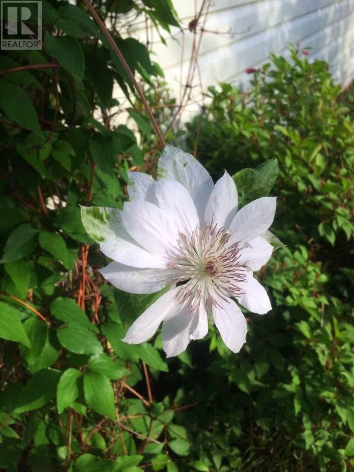 15 Lucyrose Lane, St. John's, Newfoundland & Labrador  A1A 0C5 - Photo 37 - 1294581