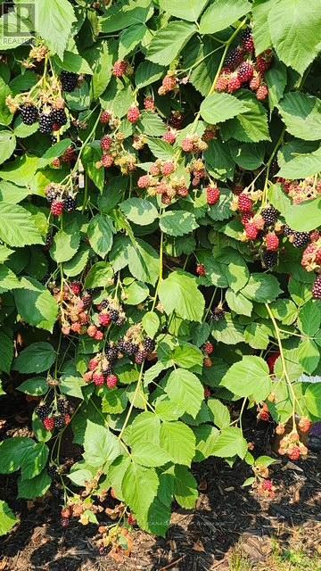 736 Thornwood Drive, London North, Ontario  N6H 5J6 - Photo 35 - X12791324