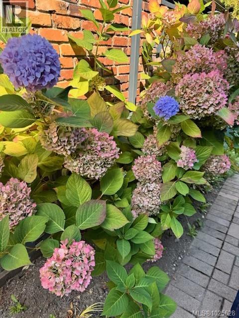 111 Michigan St, Victoria, British Columbia  V8V 1R2 - Photo 8 - 1025628