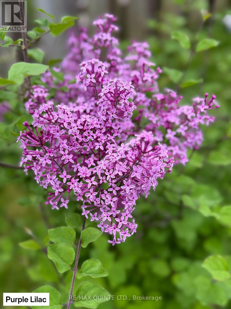 9 Wilkins Street, Belleville, Ontario  K8P 1P2 - Photo 31 - X12714634