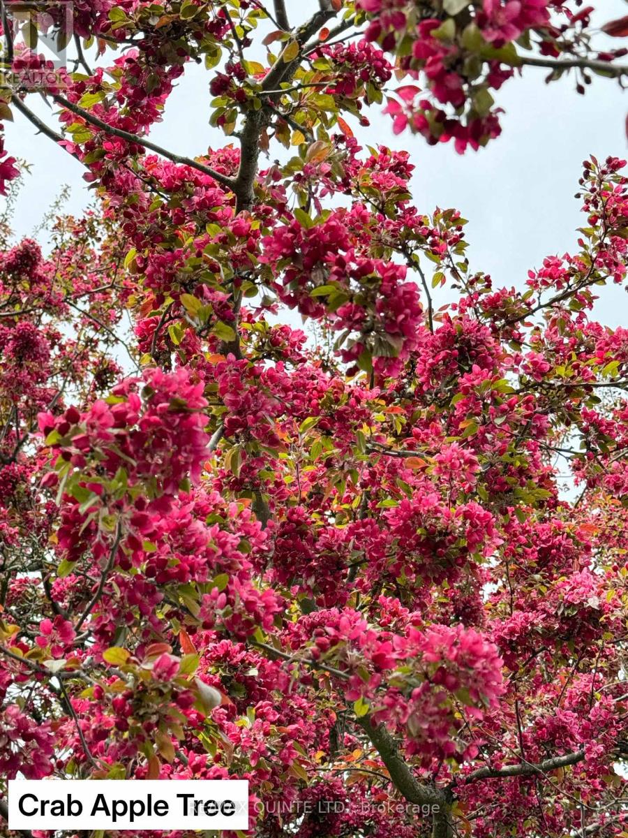 9 Wilkins Street, Belleville, Ontario  K8P 1P2 - Photo 29 - X12714634