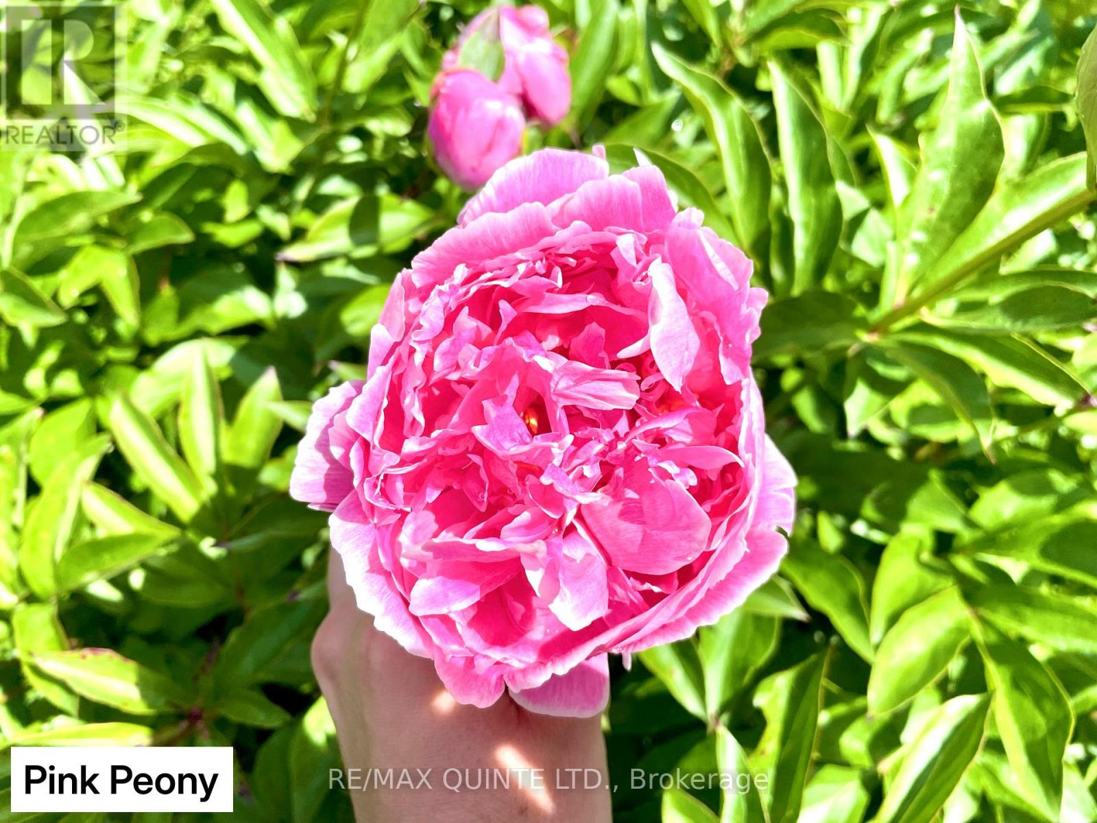 9 Wilkins Street, Belleville, Ontario  K8P 1P2 - Photo 33 - X12714634