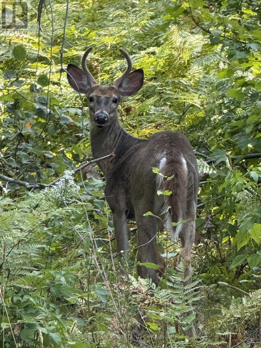 1033 North Shore Drive, Gravenhurst, Ontario  P1P 1R1 - Photo 49 - X12796636