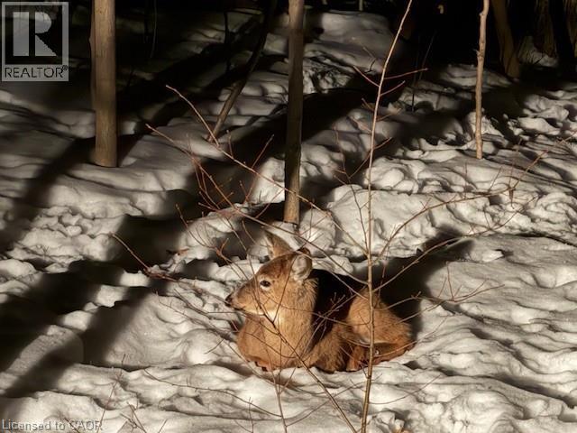 51 Park Road S, Grimsby, Ontario  L3M 4E7 - Photo 49 - 40805716