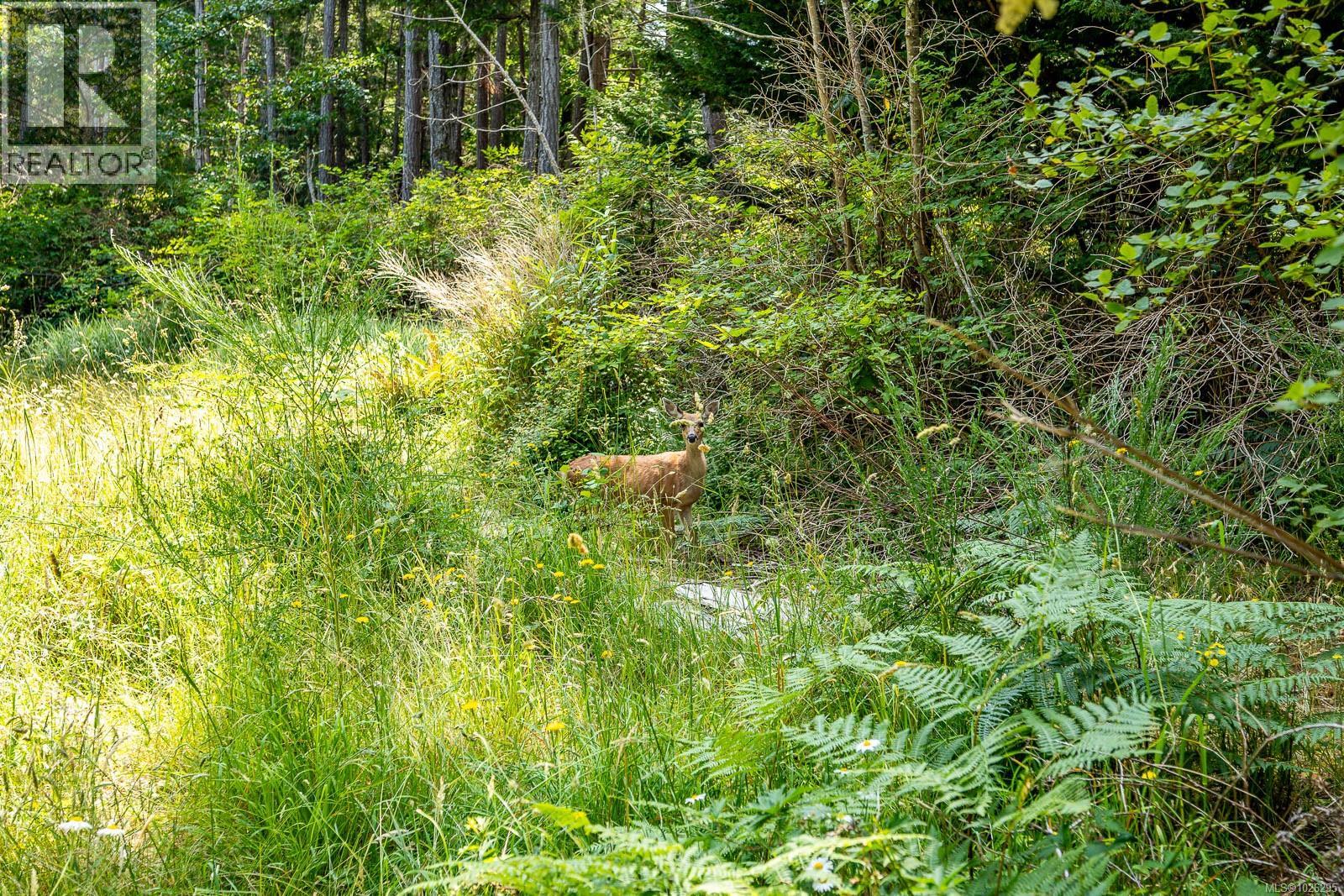 3450 Brigantine Cres, Hornby Island, British Columbia V0R 1Z0 - Photo 9 - 1026295