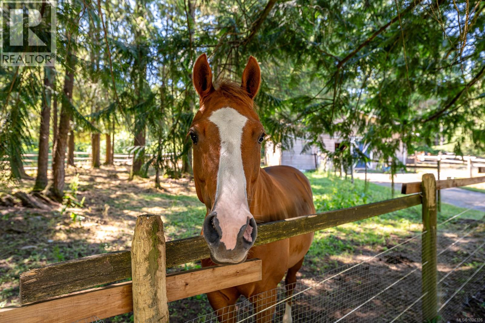 2468 Endall Rd, Black Creek, British Columbia  V0R 1C0 - Photo 2 - 1026326