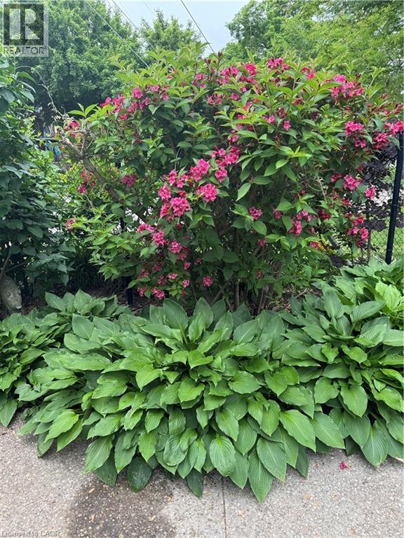 153 Parkview Drive, Hamilton, Ontario  L8S 3Y4 - Photo 44 - 40804872