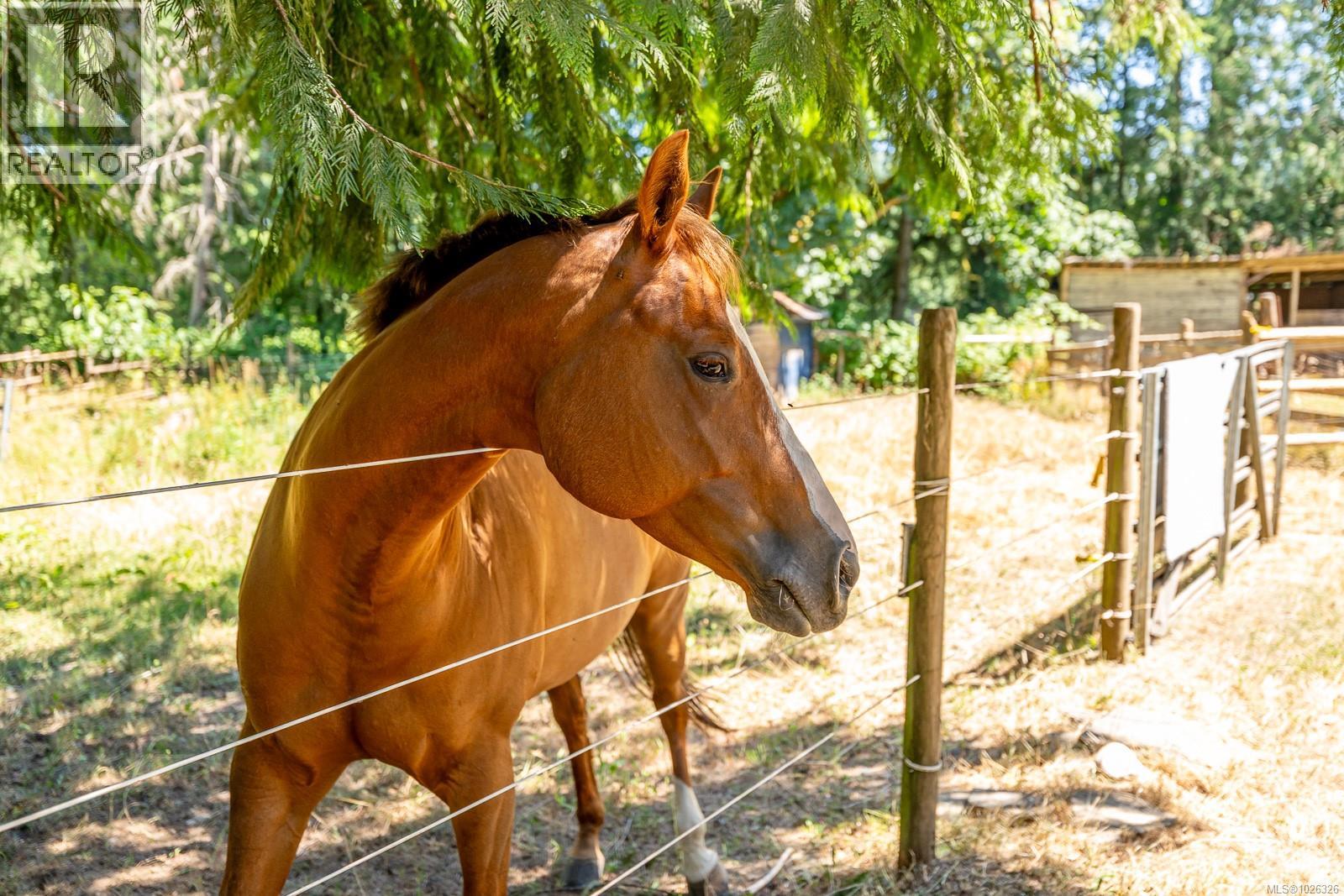 2468 Endall Rd, Black Creek, British Columbia  V0R 1C0 - Photo 32 - 1026326