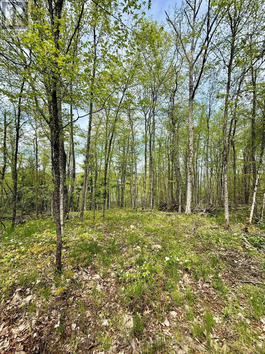 00 Birchview Road, Douro-Dummer, Ontario  K0L 2H0 - Photo 8 - X12192694