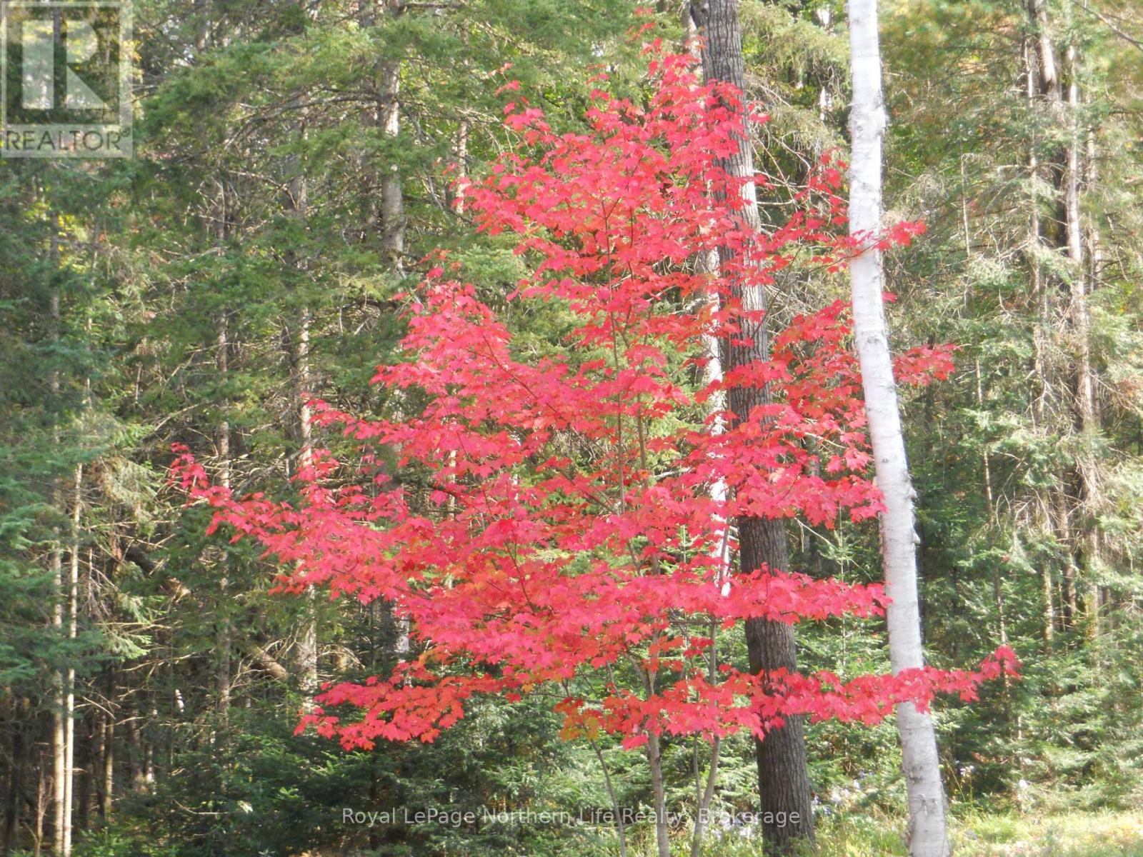 3101 Highway 534, Nipissing, Ontario  P0H 1W0 - Photo 50 - X12801694