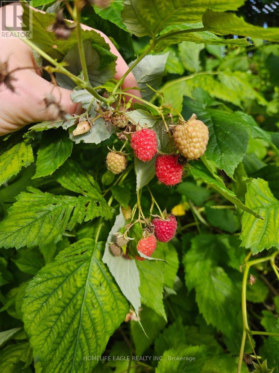 19280 Dufferin Street, King, Ontario  L3Y 4V9 - Photo 23 - N12802682