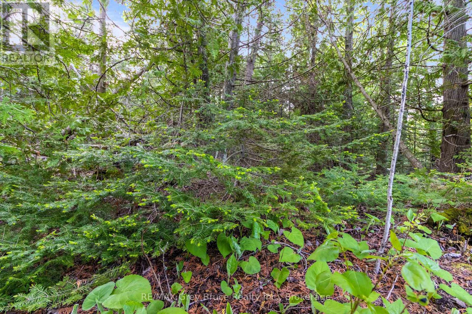 Part Farm Lot 4 Chi Sin Tib Dek Road, Northern Bruce Peninsula, Ontario  N0H 2R0 - Photo 36 - X12806974