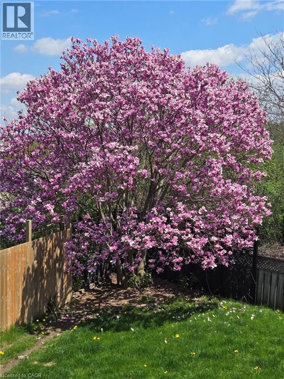 224 Brembel Court, Kitchener, Ontario N2B 3T7 - Photo 41 - 40803789