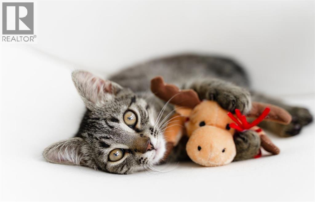 123 Pet Store Way, Edmonton, Alberta  T5G 3E5 - Photo 2 - A2287984