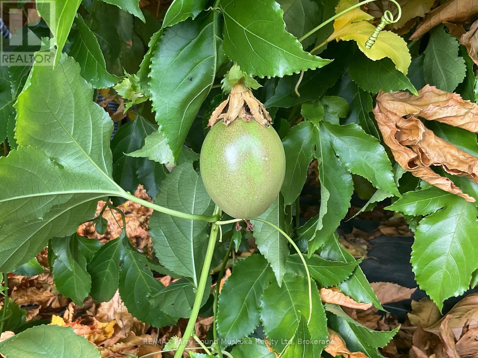 791 Clear Lake Road, Parry Sound Remote Area (Arnstein), Ontario  P0H 1A0 - Photo 32 - X12808548