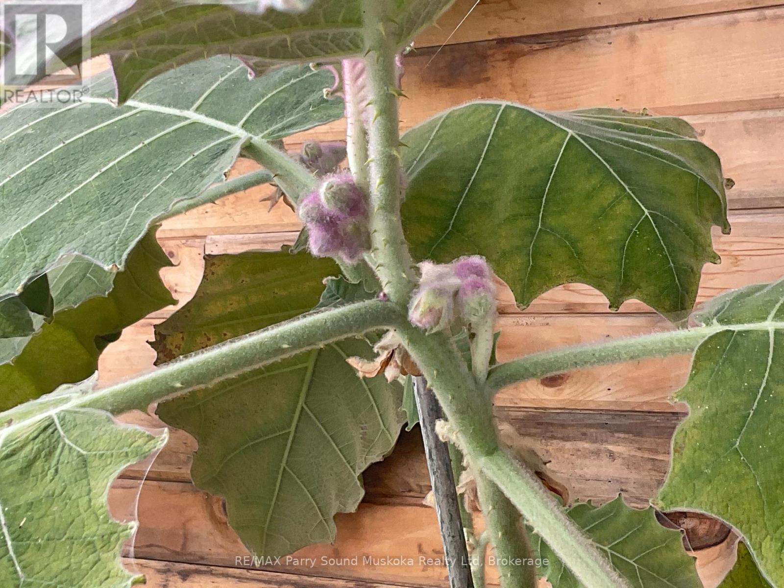 791 Clear Lake Road, Parry Sound Remote Area (Arnstein), Ontario  P0H 1A0 - Photo 34 - X12808548