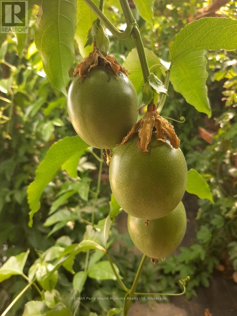 791 Clear Lake Road, Parry Sound Remote Area (Arnstein), Ontario  P0H 1A0 - Photo 38 - X12808548