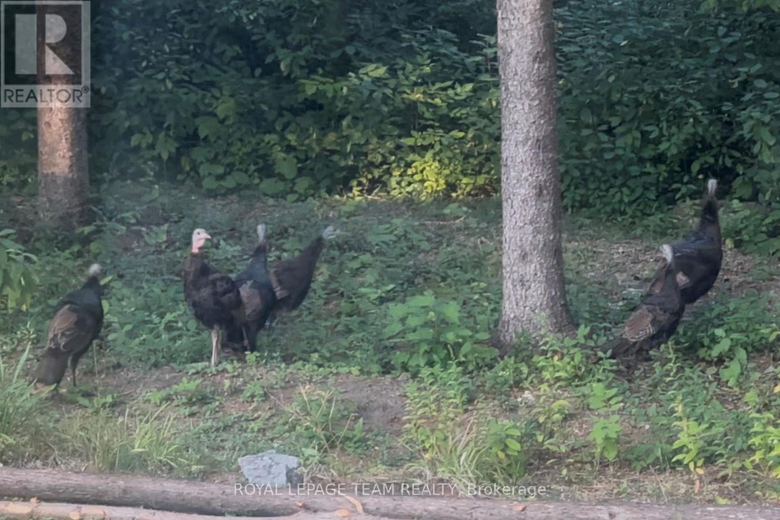 941 Corkery Road, Ottawa, Ontario  K0A 1L0 - Photo 45 - X12809098