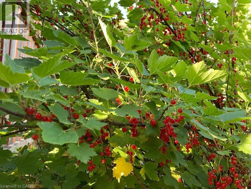 242 Doon Mills Drive, Kitchener, Ontario  N2P 2R8 - Photo 41 - 40806812