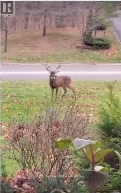 2 Oakview Place, Uxbridge, Ontario  L9P 0L1 - Photo 36 - N12811732