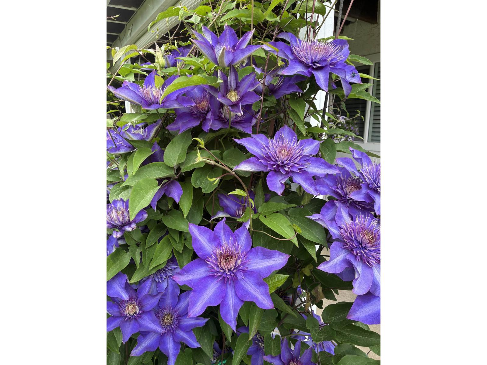 46464 Brice Road, Fairfield Island, Chilliwack, British Columbia  V2P 3V5 - Photo 33 - R3092054