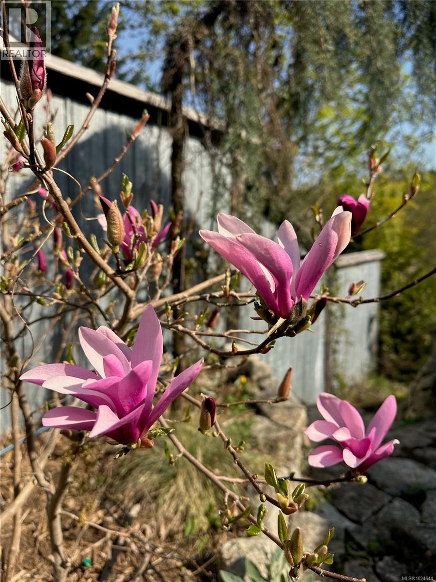 2613 Dunsmuir Ave, Cumberland, British Columbia V0R 1S0 - Photo 45 - 1024644