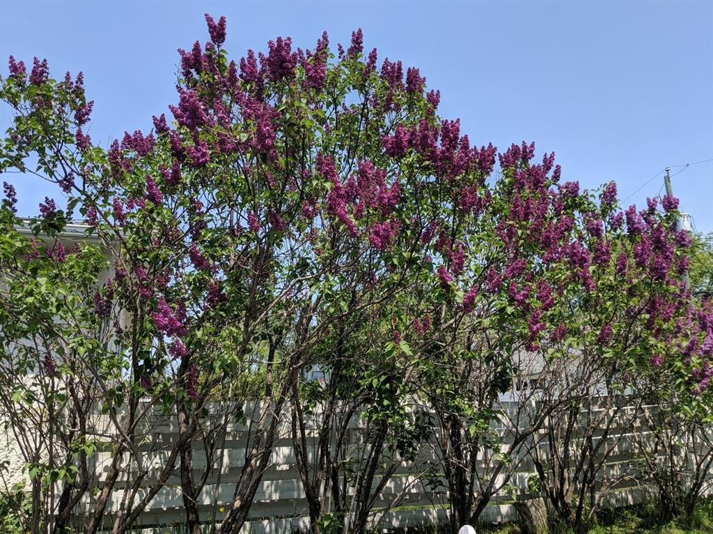 79 Cloverdale Street, Steinbach, Manitoba  R5G 2B9 - Photo 29 - 202603211