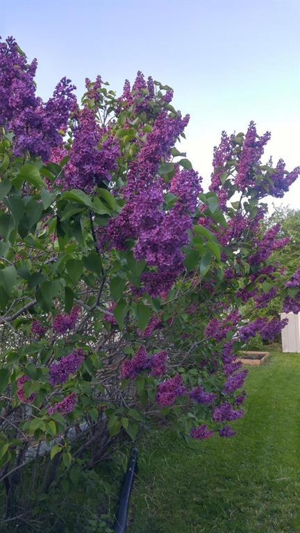 79 Cloverdale Street, Steinbach, Manitoba  R5G 2B9 - Photo 30 - 202603211