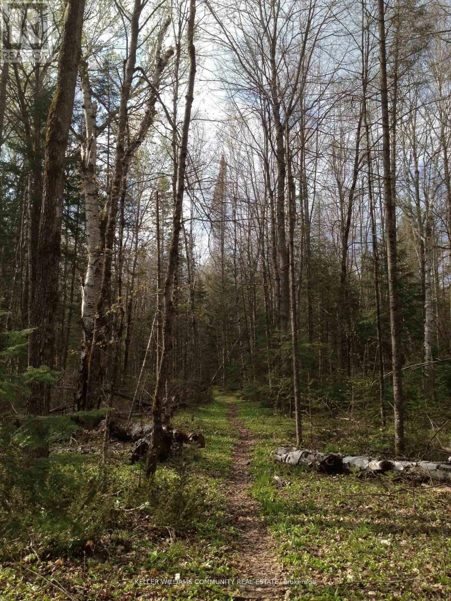 197 Hillside Drive, Kawartha Lakes, Ontario  K0M 1C0 - Photo 42 - X12815536