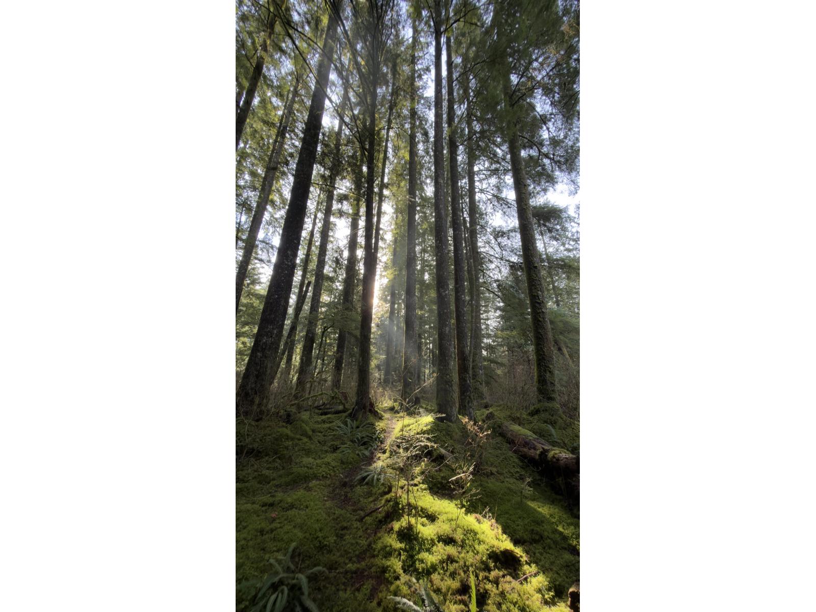 13842 Spratt Road, Mission, British Columbia  V2V 4J1 - Photo 24 - R3037783