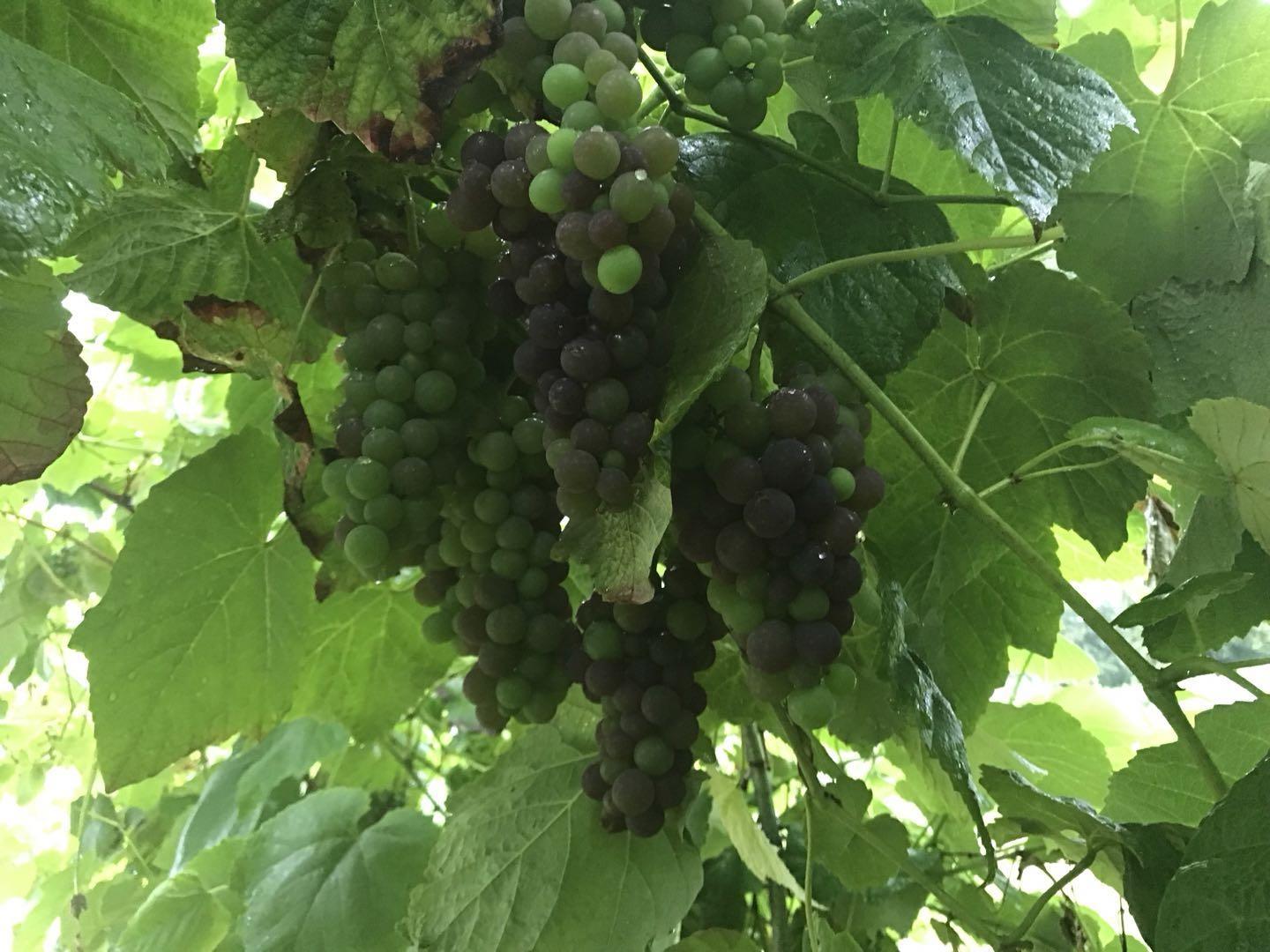 13842 Spratt Road, Mission, British Columbia  V2V 4J1 - Photo 26 - R3037783