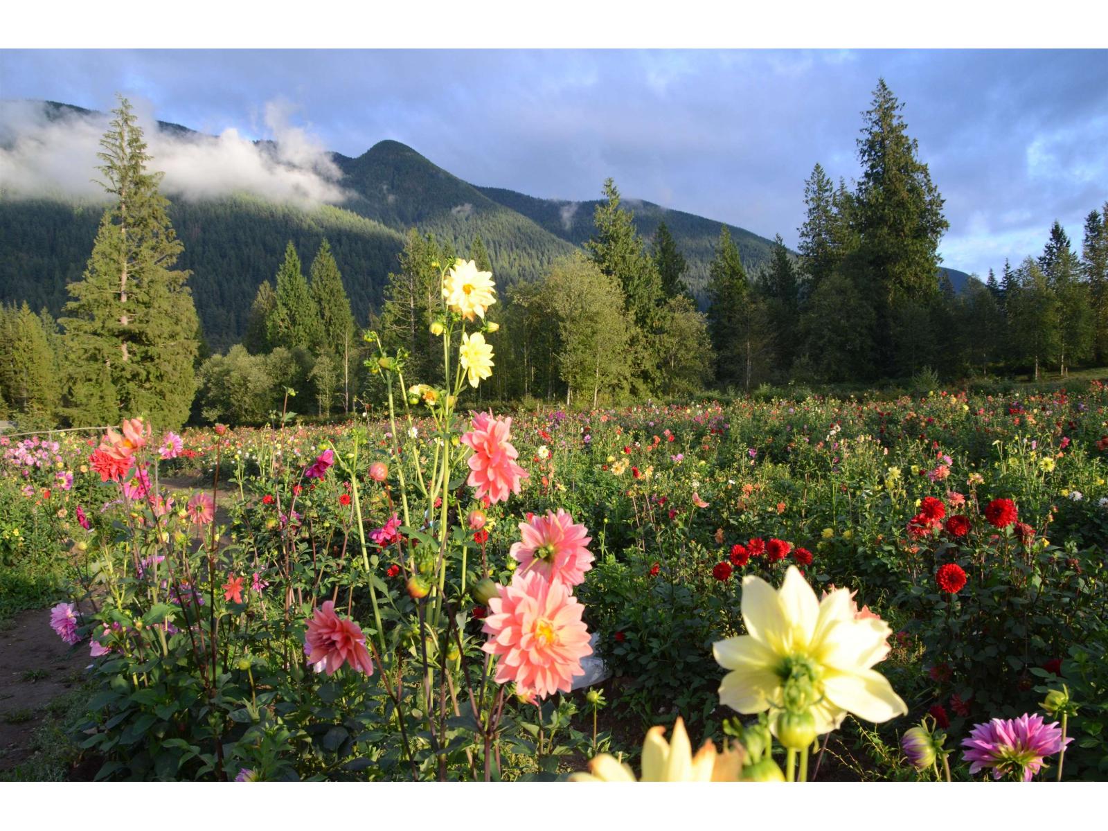 13842 Spratt Road, Mission, British Columbia  V2V 4J1 - Photo 4 - R3037783