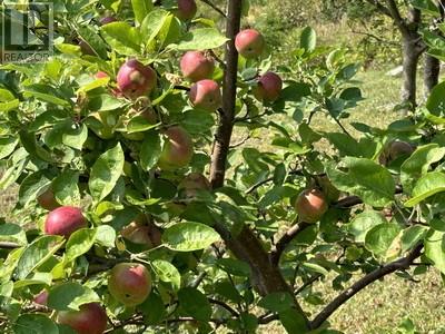 16 Johnsons Road, Gull Island, Newfoundland & Labrador  A0A 1M0 - Photo 18 - 1290831