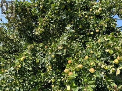 16 Johnsons Road, Gull Island, Newfoundland & Labrador  A0A 1M0 - Photo 17 - 1290831