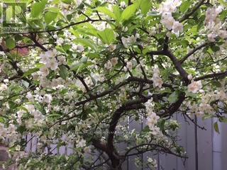 14 Fitzgerald Mews, Toronto, Ontario  M4L 3X3 - Photo 31 - E12820396