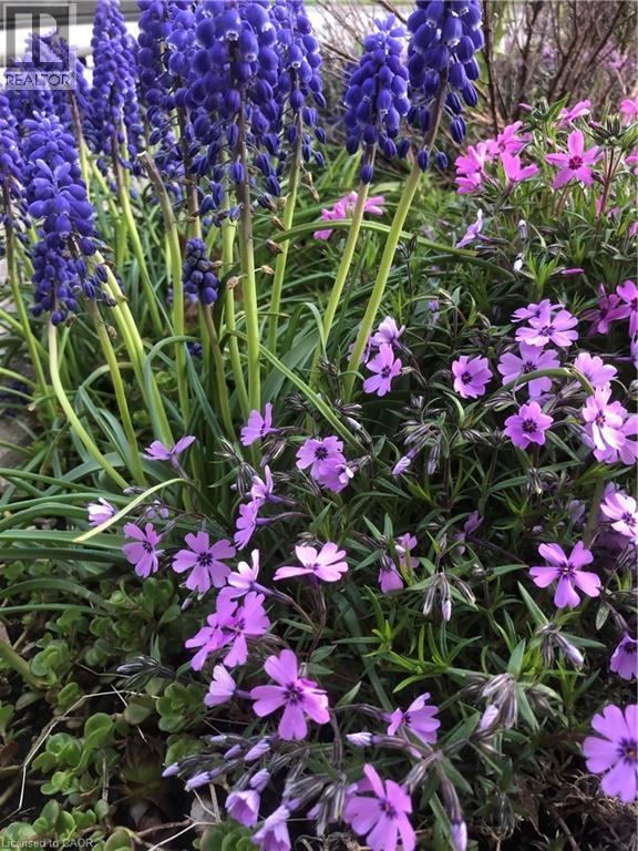 50 Greenwater Street, Kitchener, Ontario  N2R 0H2 - Photo 42 - 40806189