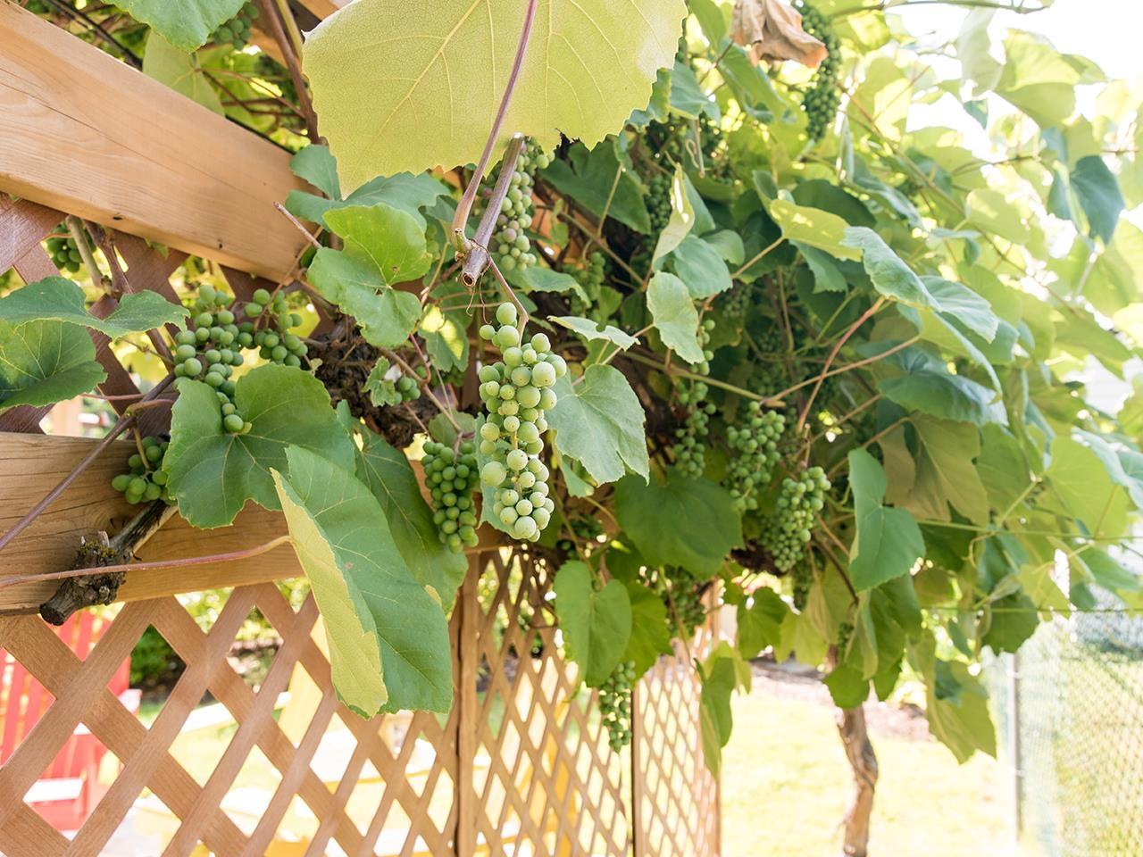 21687 48a Avenue, Langley, British Columbia  V3A 3P7 - Photo 39 - R3093135