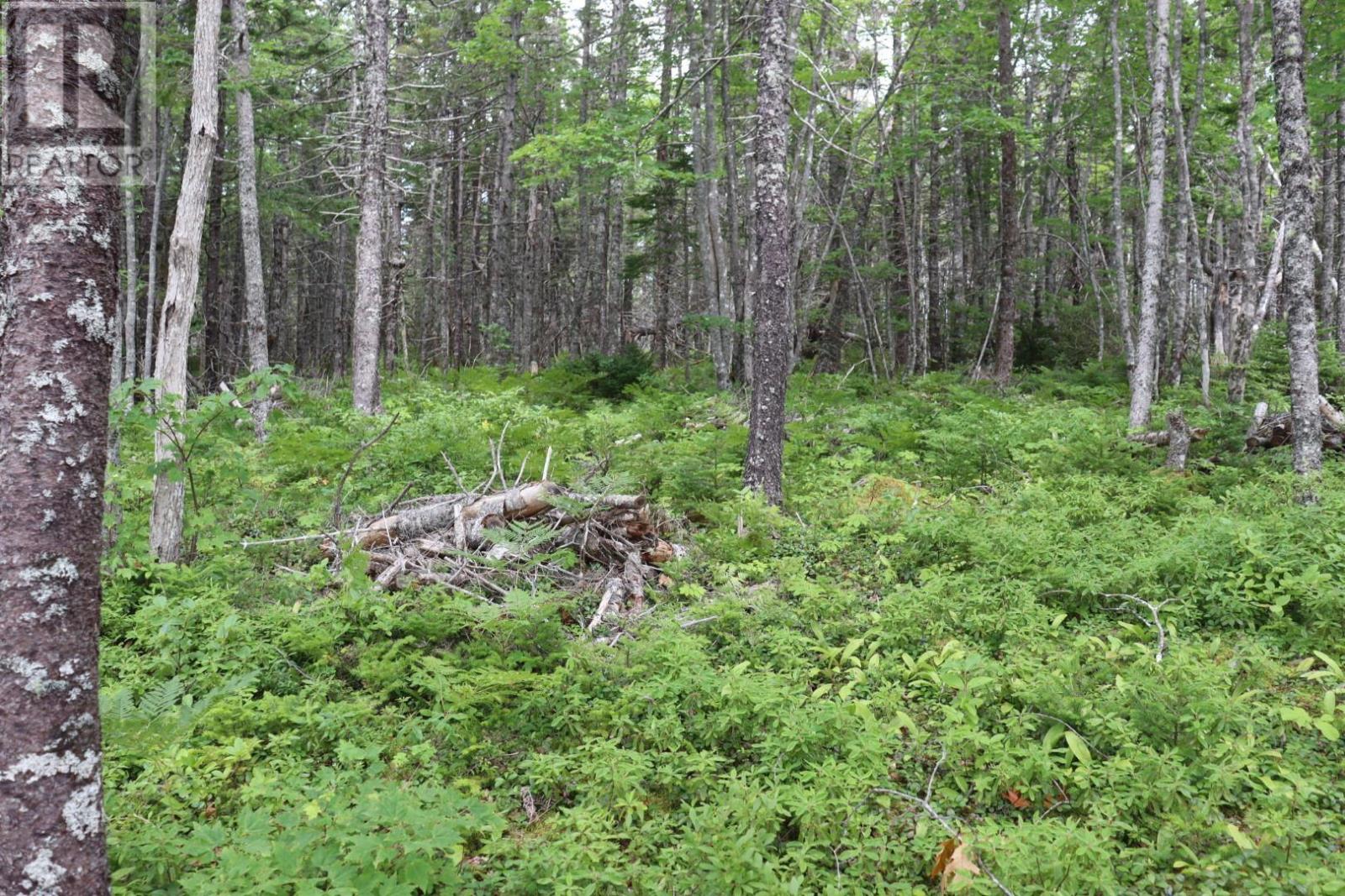 Lot 4 Point View Road, Grandique Ferry Road, Louisdale, Nova Scotia  B0E 1V0 - Photo 14 - 202603450