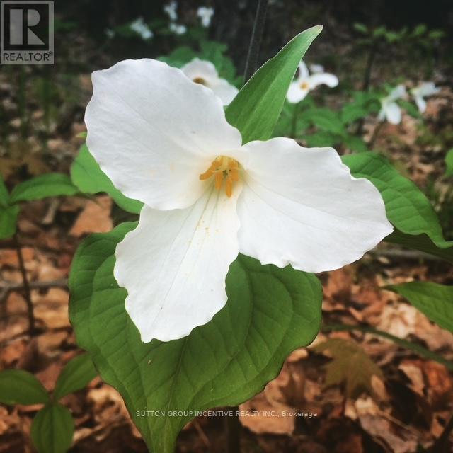 1831 County Road 21 Road, Minden Hills, Ontario  K0M 2K0 - Photo 21 - X12825778