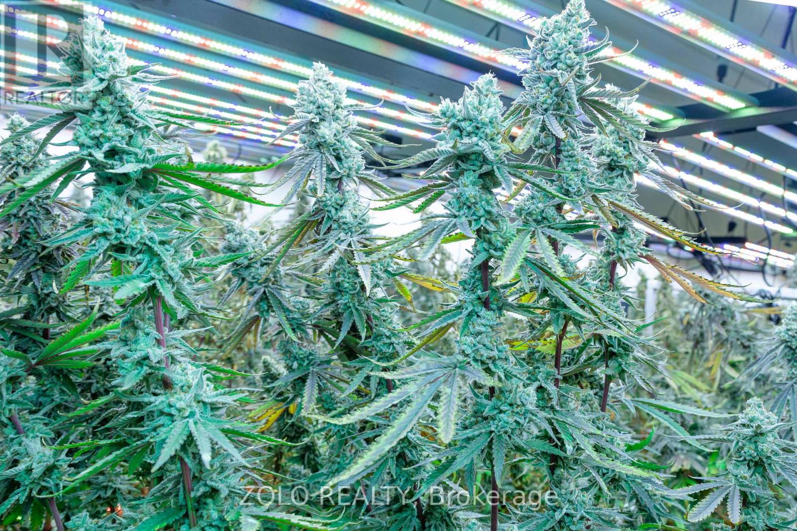 380 Hardy Road, Brantford, Ontario  N3T 5L8 - Photo 15 - X12826918