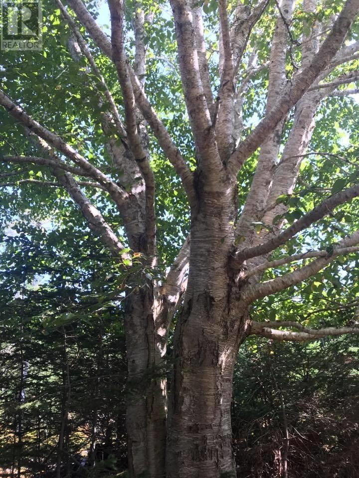 Lot Mcnutts Island Road, Mcnutts Island, Nova Scotia  B0T 1K0 - Photo 26 - 202509454